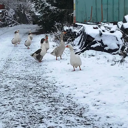 Pensión Mit Herz Und Garten